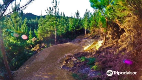Waitangi Mountain Bike Park