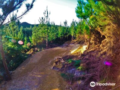 Waitangi Mountain Bike Park
