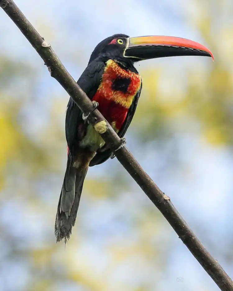 Hotels near Bird Photo Hunt C.P