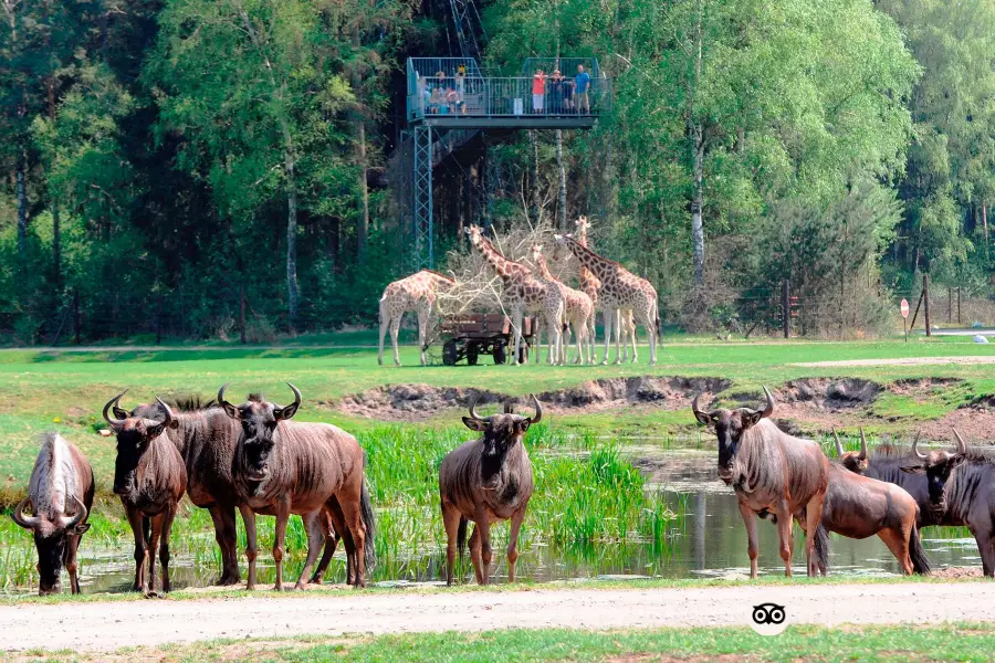 Serengeti Park Hodenhagen - "Safari Adventure in the middle of Europe"