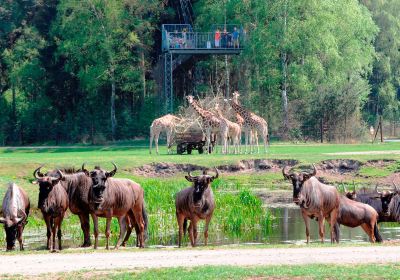 Serengeti Park Hodenhagen - "Safari Adventure in the middle of Europe"