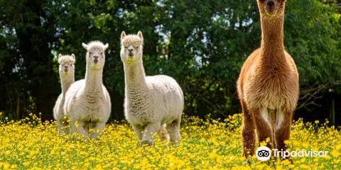 Hopefield Animal Sanctuary