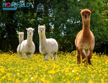 Hopefield Animal Sanctuary & Visitor Centre