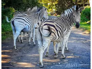 Kenneth Stainbank Nature Reserve