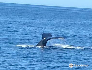 Al Gauron Deep Sea Fishing & Whale Watching - Up To 45% Off - Hampton  Beach, NH