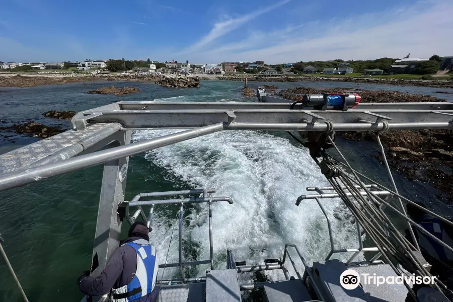 Shark Cage Diving · Marine Dynamics