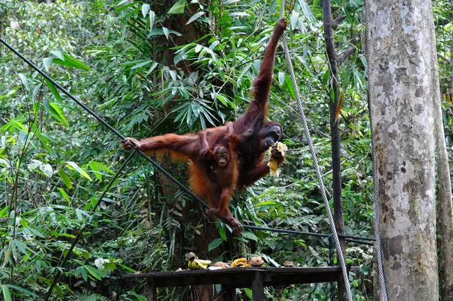 Orangutan in Kuching, Sarawak