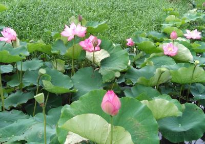 牛久市観光アヤメ園