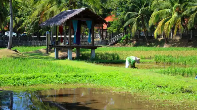 Hotels near Laman Padi Langkawi