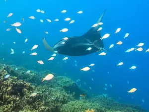 Reef Discovery Bora Bora