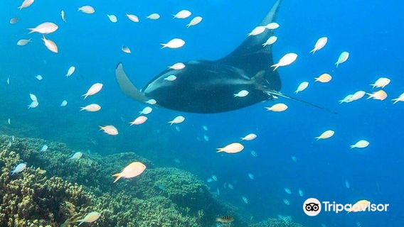 Reef Discovery Bora Bora