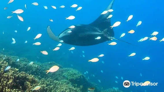 Reef Discovery Bora Bora