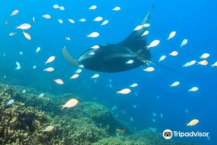 Reef Discovery Bora Bora