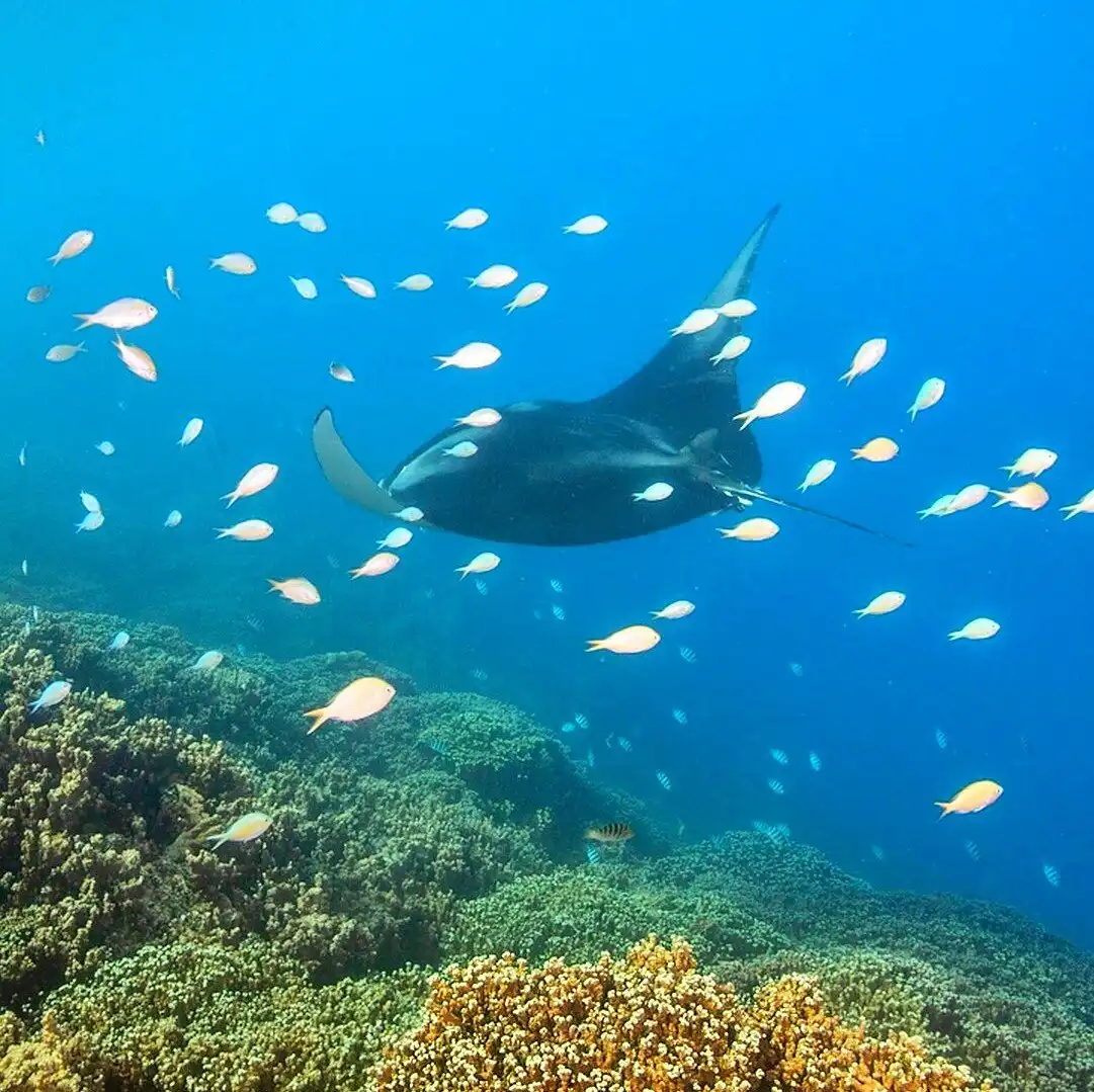 Reef Discovery Bora Bora 주변 호텔