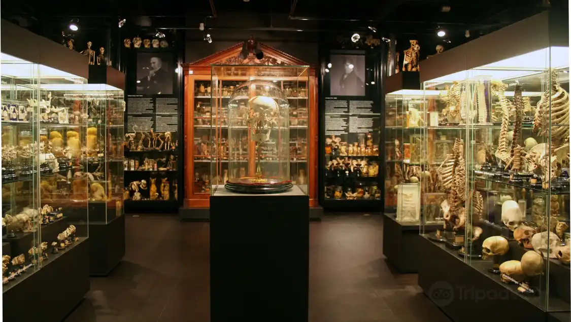 Hotels near Museum Vrolik