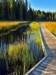 Beaver Boardwalk