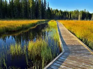 The Beaver Boardwalk