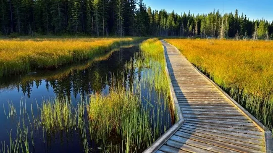 The Beaver Boardwalk