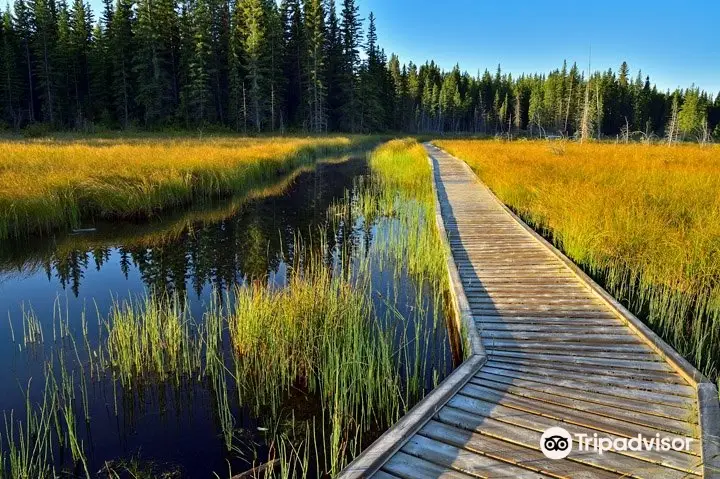 Beaver Boardwalk