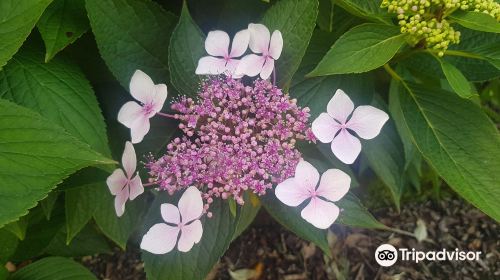 Derby Hydrangeas