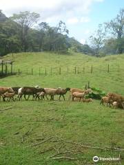 BAJO MONOd CAMPING SITE, BOQUETE