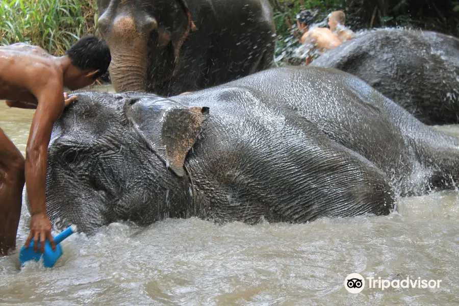 Elephant Pride Sanctuary