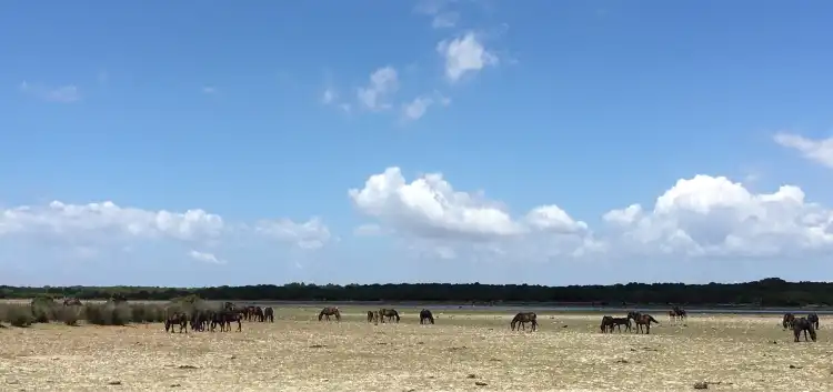 ジャーラ・ディ・ジェストゥリ