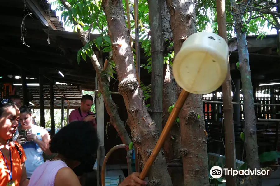 Coconut Sugar Farm