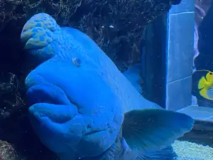 達拉斯水族館