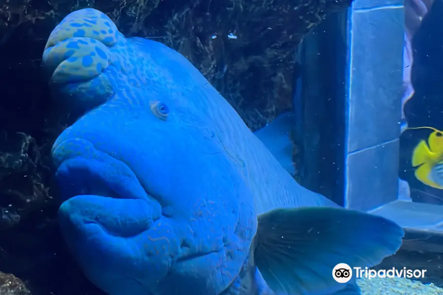 達拉斯水族館