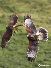 Ireland's School of Falconry