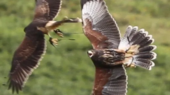 Ireland’s School of Falconry