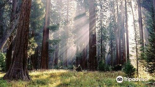 Parque das Sequoias