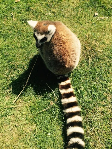 亞馬遜世界動物園