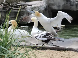 Bremerhaven Zoo