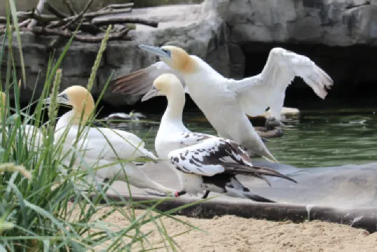 เบรเมอร์ฮาเฟน