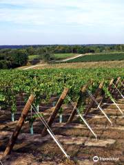 Creekbend Vineyard