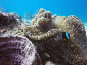 Myanmar SubSea Divers