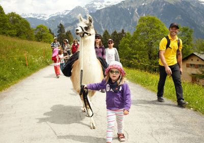 Lama Trekking