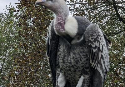 World of Wings Birds of Prey Centre