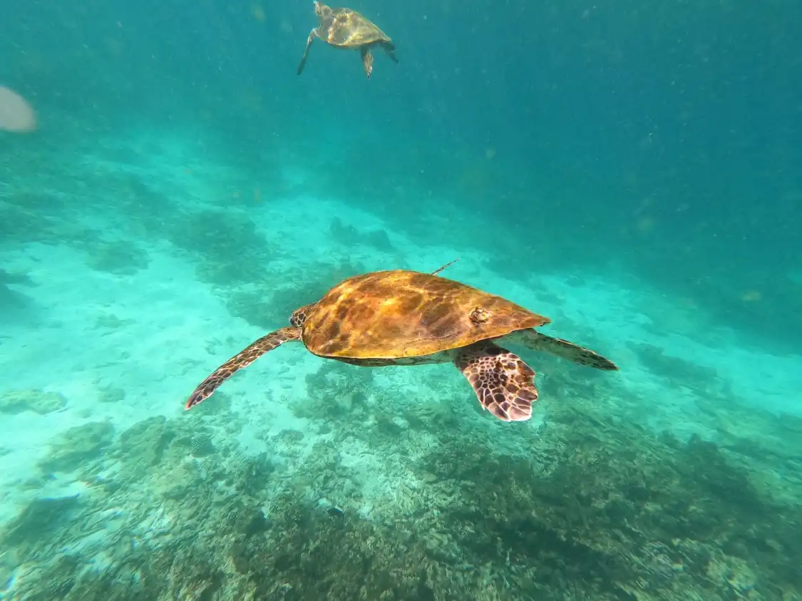 Hotels near Daymaniyat Islands Nature Reserve