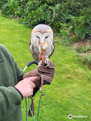 Falconry Experience Wales