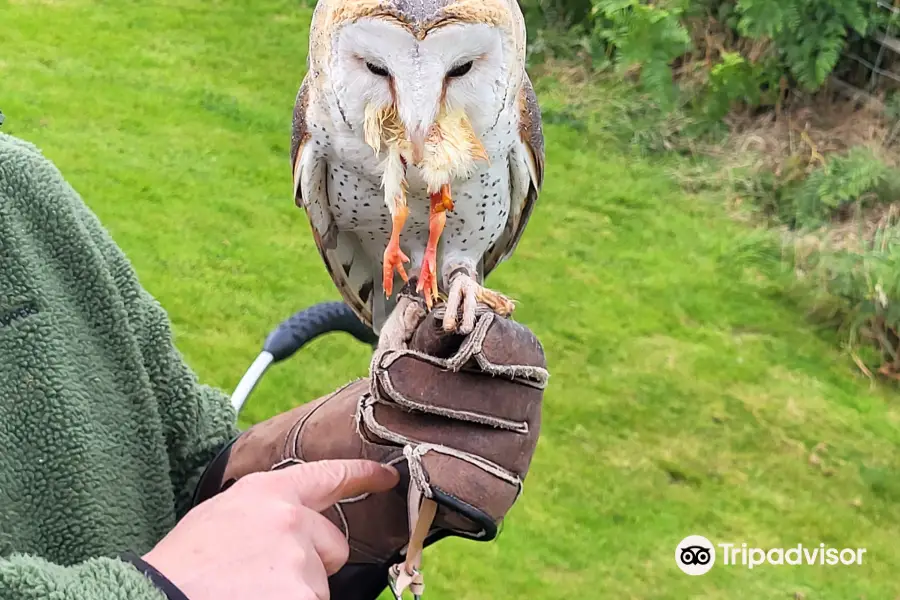 Falconry Experience Wales