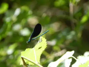 Prairie Edge Nature Park