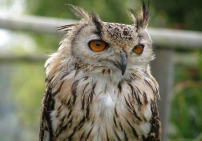 Black Mountains Falconry