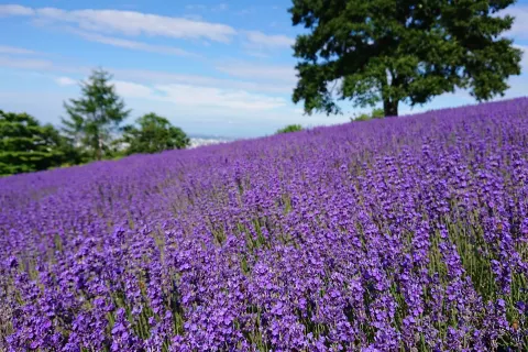 Horomitoge Lavender Garden
