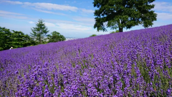 幌見峠薰衣草園