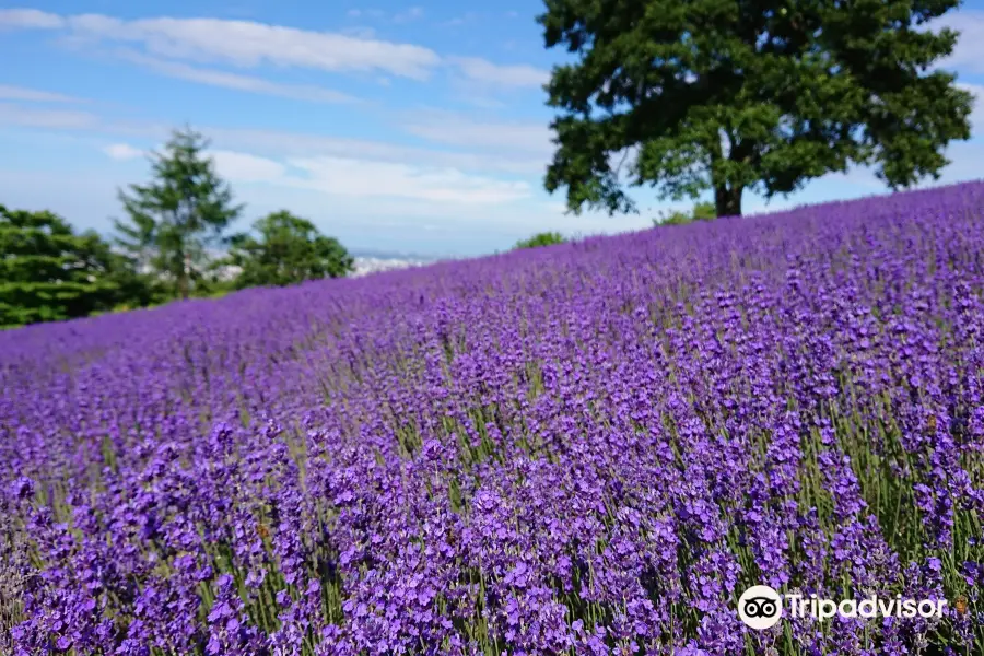 幌見峠ラベンダー園