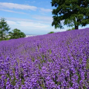 幌見峠薰衣草園