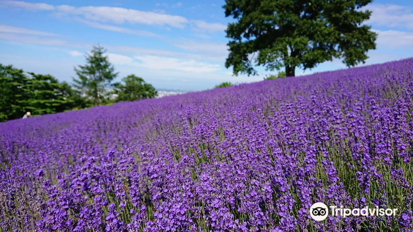 1_幌見峠薰衣草園